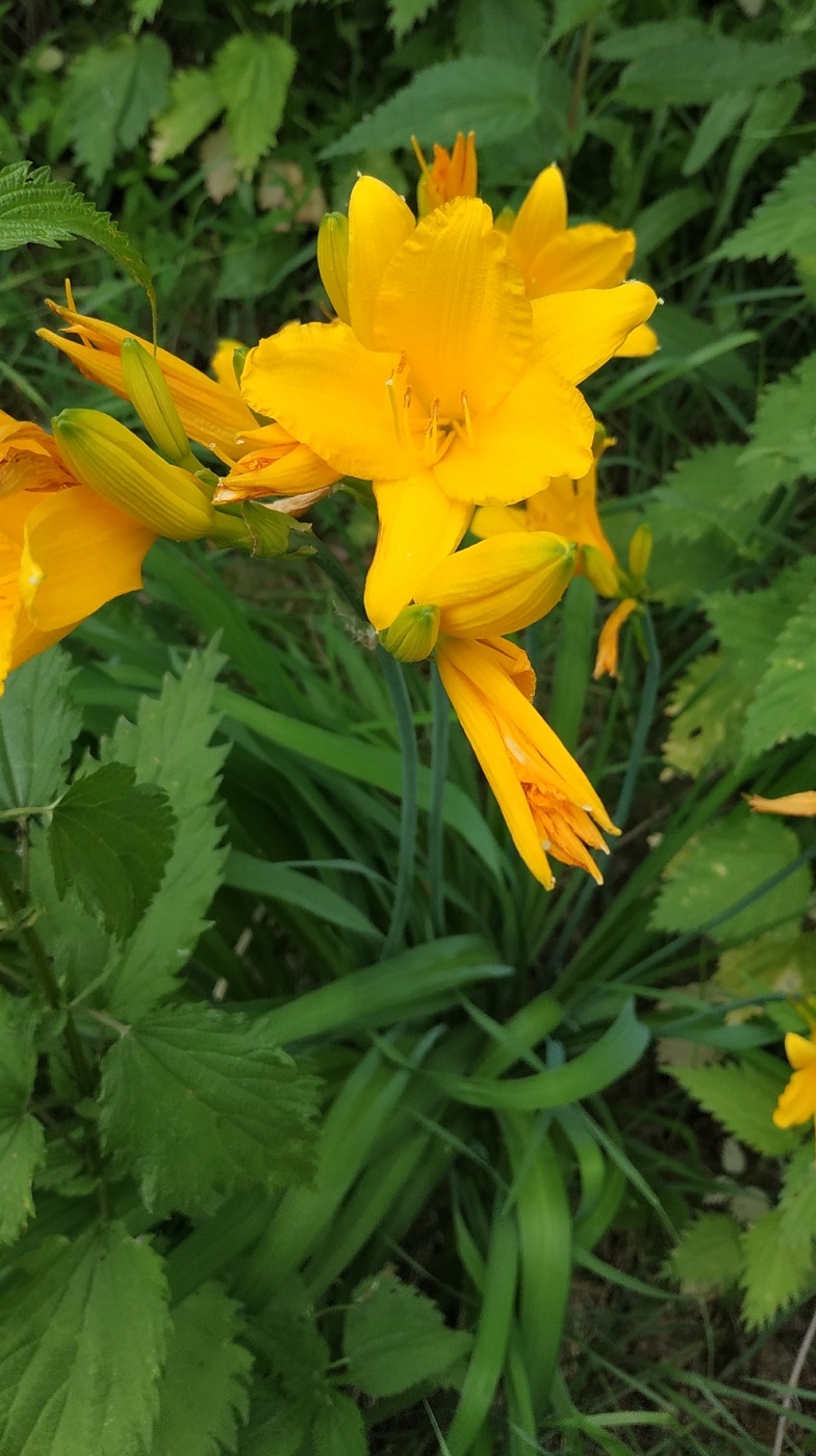 Image of Hemerocallis minor specimen.