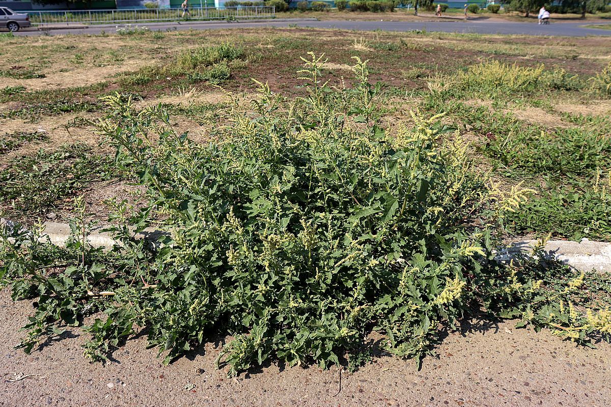 Image of Atriplex tatarica specimen.