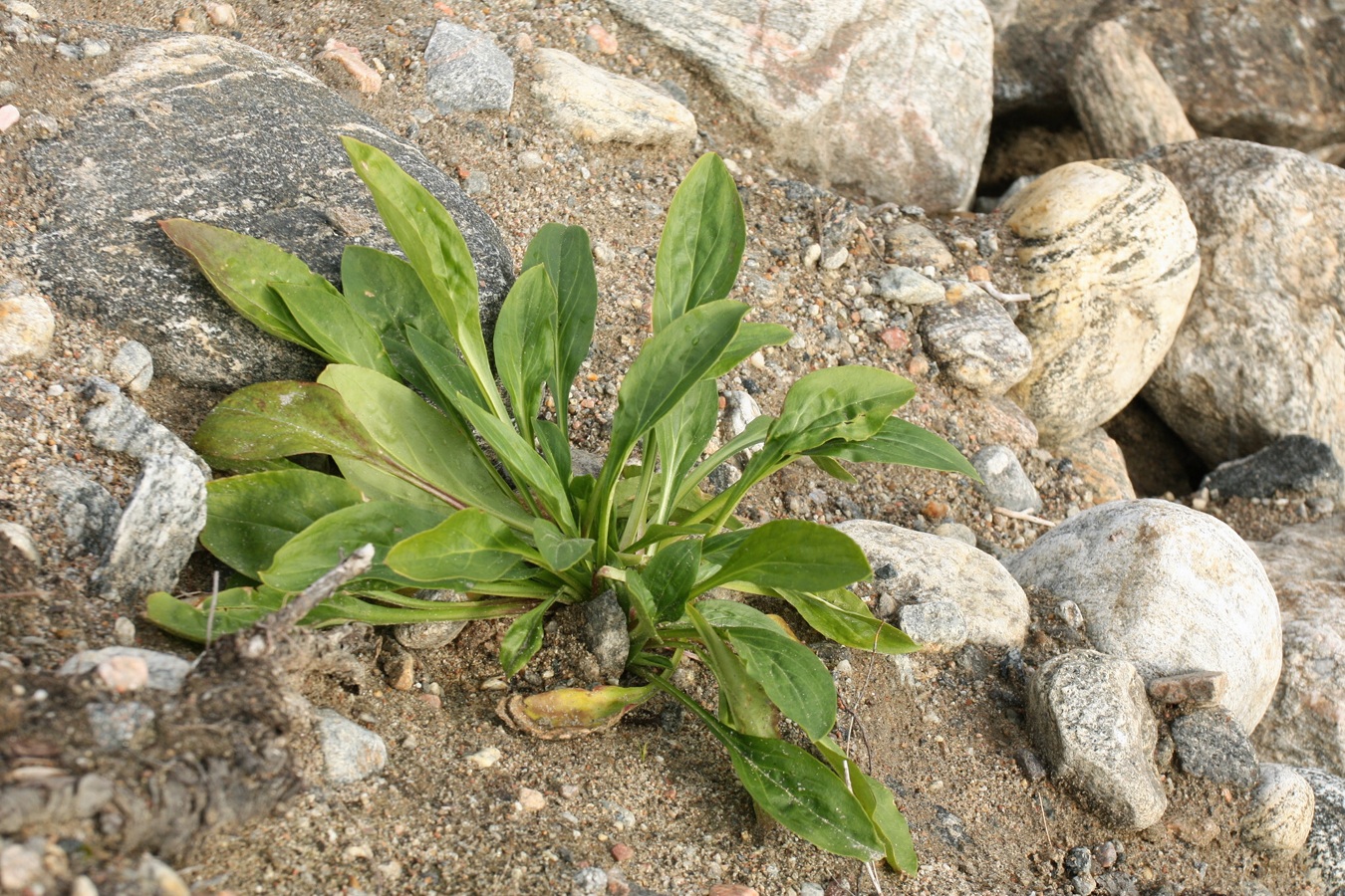 Изображение особи Tripolium pannonicum ssp. tripolium.