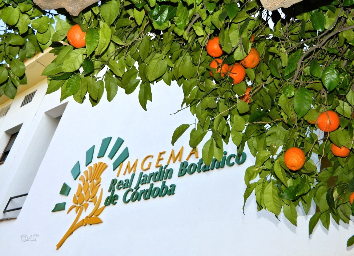 Изображение особи Citrus sinensis.