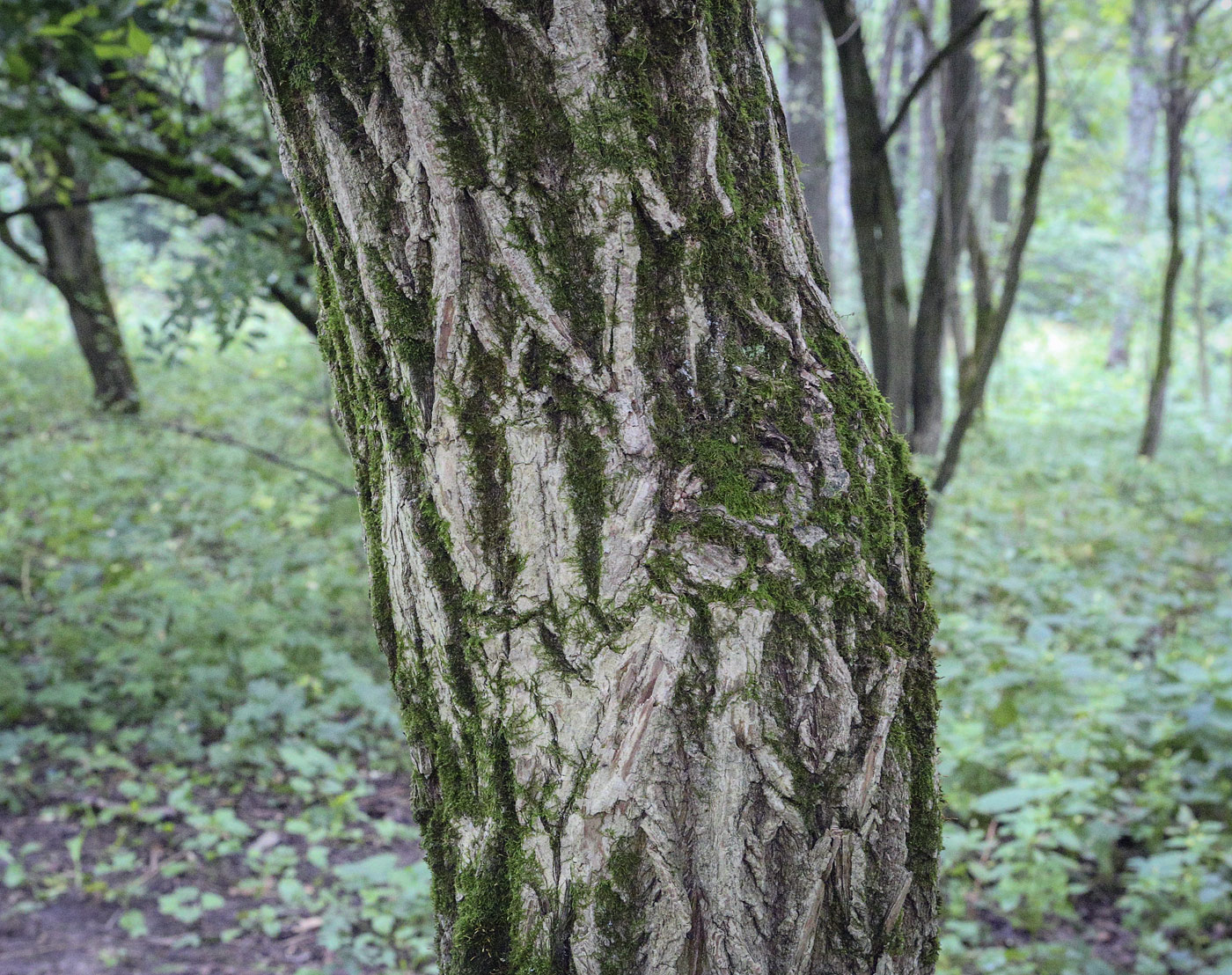 Image of Euonymus bungeanus specimen.