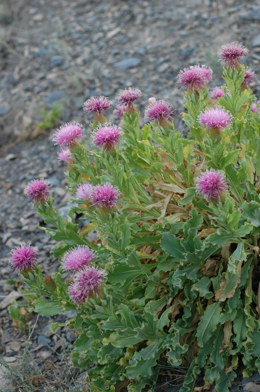 Image of Jurinea robusta specimen.