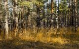 Calamagrostis arundinacea. Засыхающие плодоносящие растения в осенней окраске. Республика Башкортостан, Белорецкий р-н, Абзаковский сельсовет, окр. горы Курташ, сосновый бор. 6 ноября 2021 г.