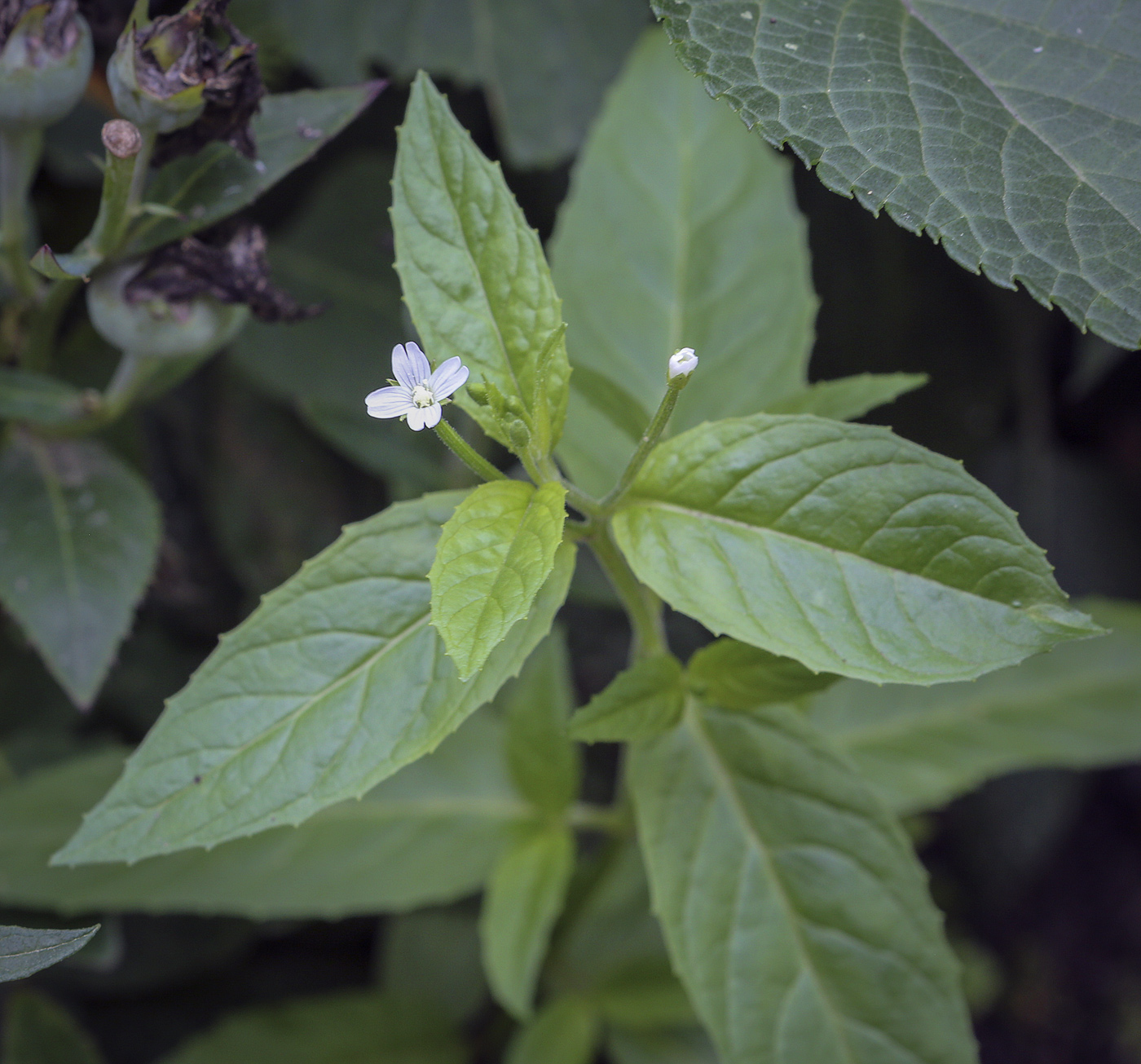 Image of Epilobium pseudorubescens specimen.