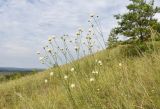 Cephalaria uralensis