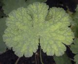 Geranium × magnificum. Лист ('Turco'). Москва, Аптекарский огород, в культуре. 03.09.2021.