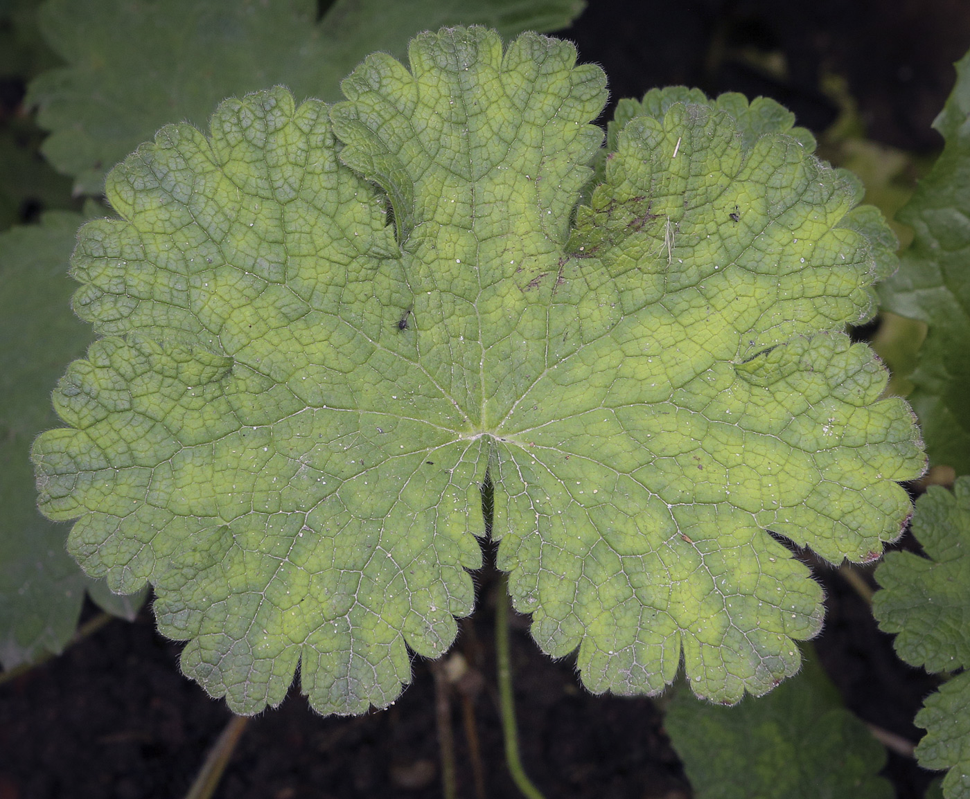 Image of Geranium &times; magnificum specimen.