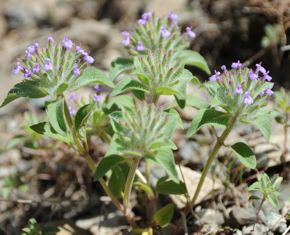 Image of Ziziphora capitata specimen.