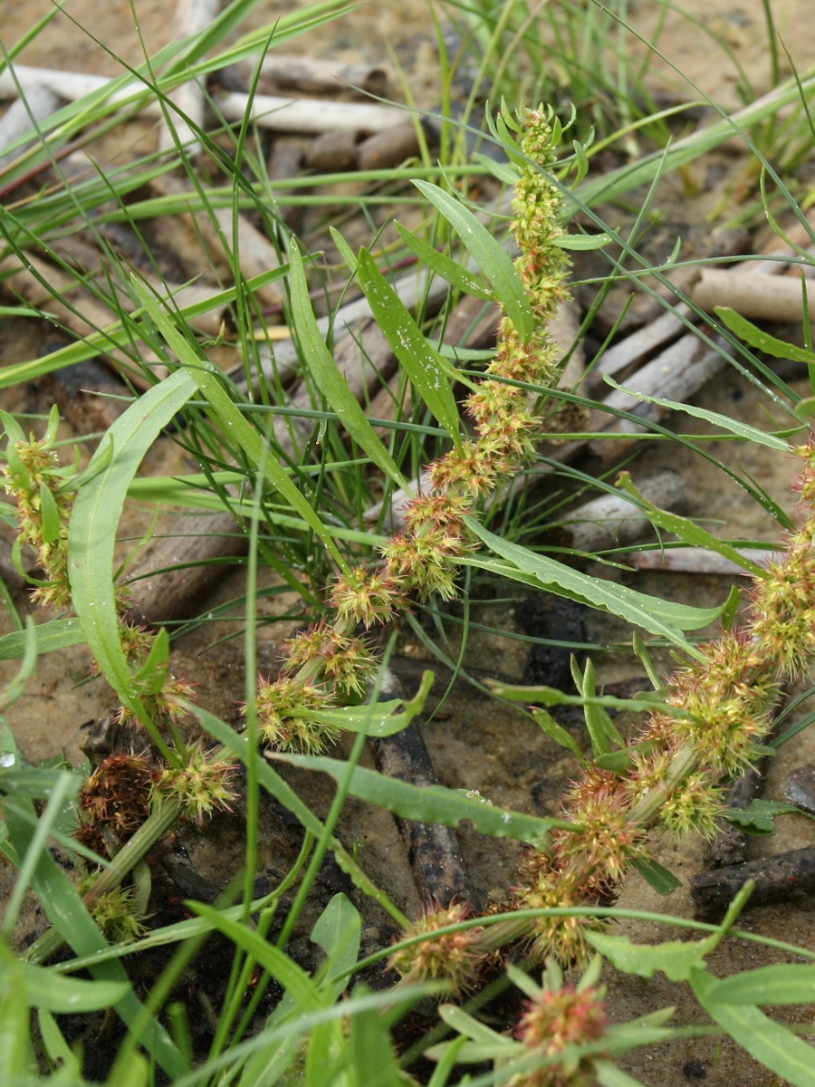 Image of Rumex maritimus specimen.