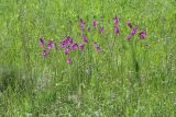 Gladiolus tenuis