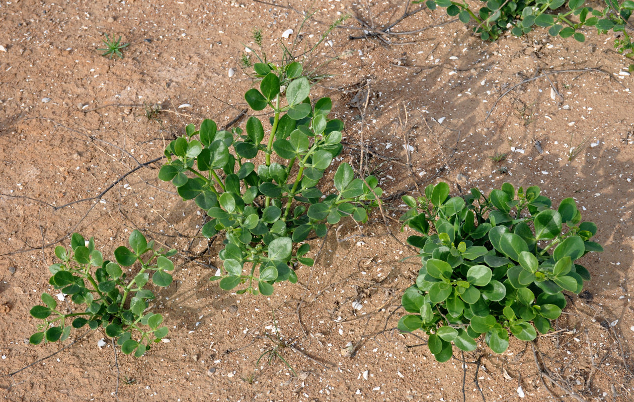 Изображение особи Zygophyllum fabago.