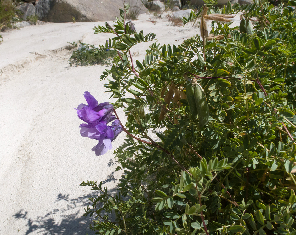 Image of Vicia sosnowskyi specimen.