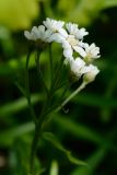 Achillea biserrata. Соцветие. Краснодарский край, Лазаревский р-н, мкр-н Дагомыс, гора Успенка 230 м н.у.м., лес. 03.05.2022.