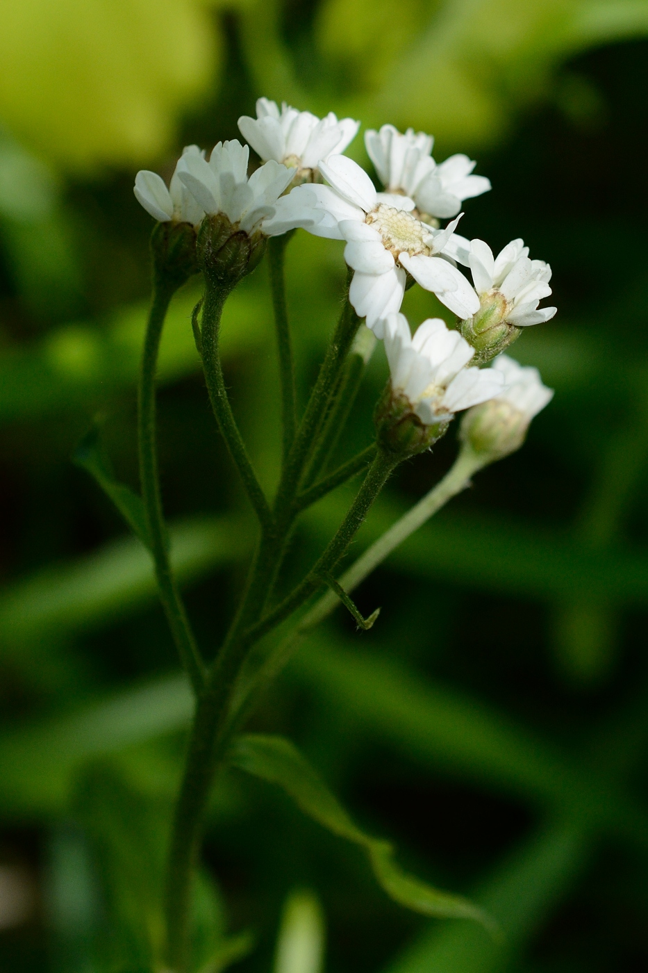 Изображение особи Achillea biserrata.