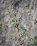 Artemisia frigida. Верхушка веточки. Пермский край, Кунгурский р-н, ур. Подкаменная гора, обнажение гипса. 06.05.2022.