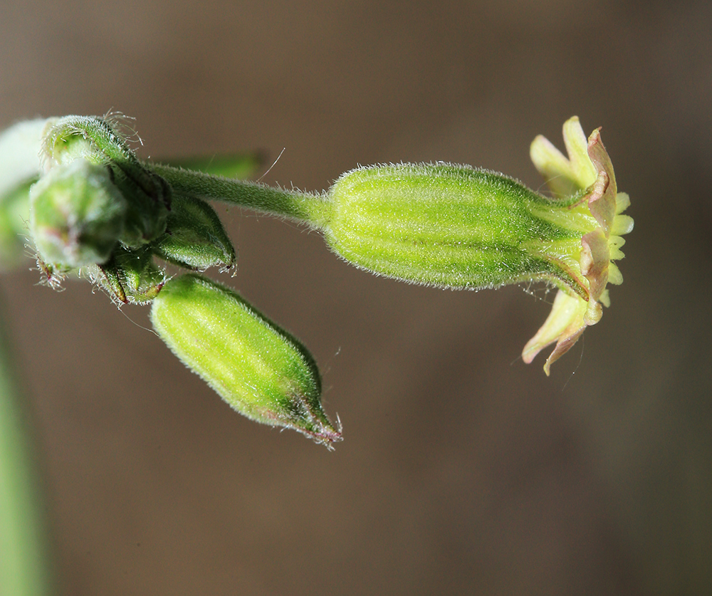 Image of Silene aprica specimen.