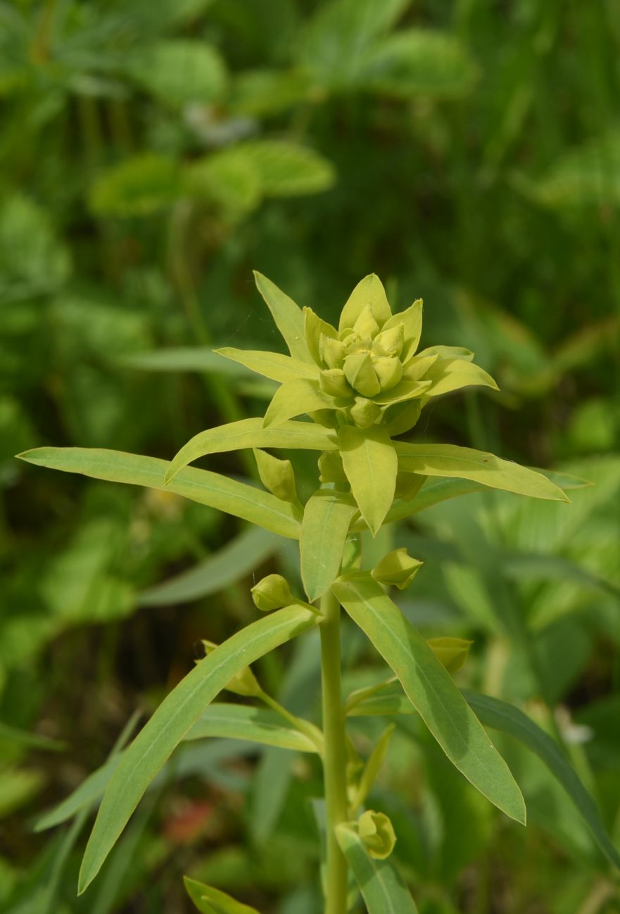 Изображение особи Euphorbia virgata.