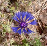 Centaurea cyanoides