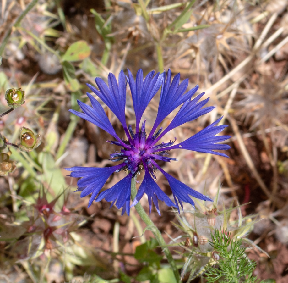 Изображение особи Centaurea cyanoides.