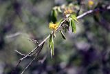 Barleria lupulina. Ветвь с соцветием. Мадагаскар, провинция Тулеария, регион Ациму-Андрефана, Arboretum d'Antsokay. 04.12.2019.