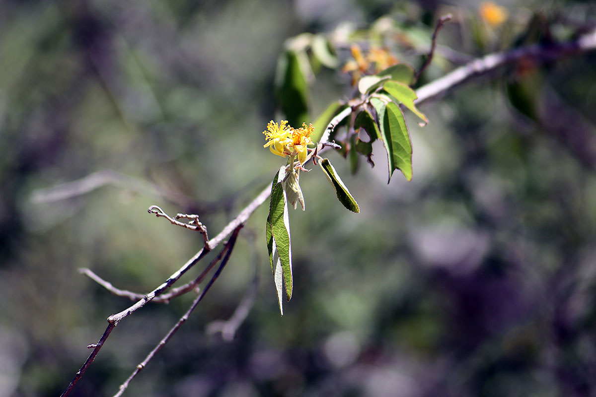 Image of Barleria lupulina specimen.