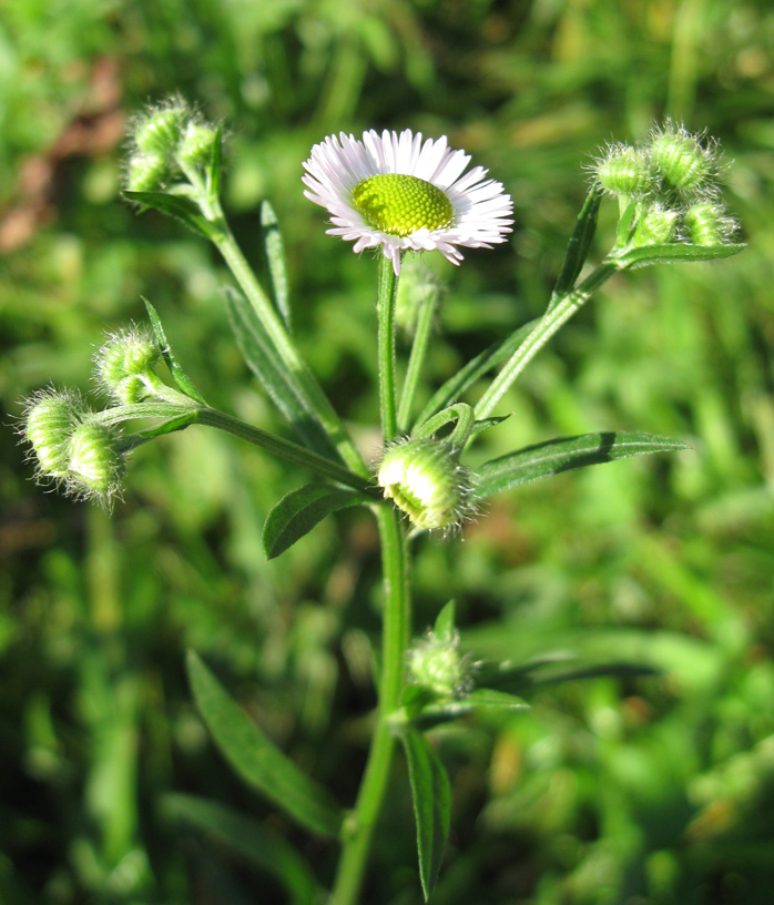 Image of Erigeron strigosus specimen.