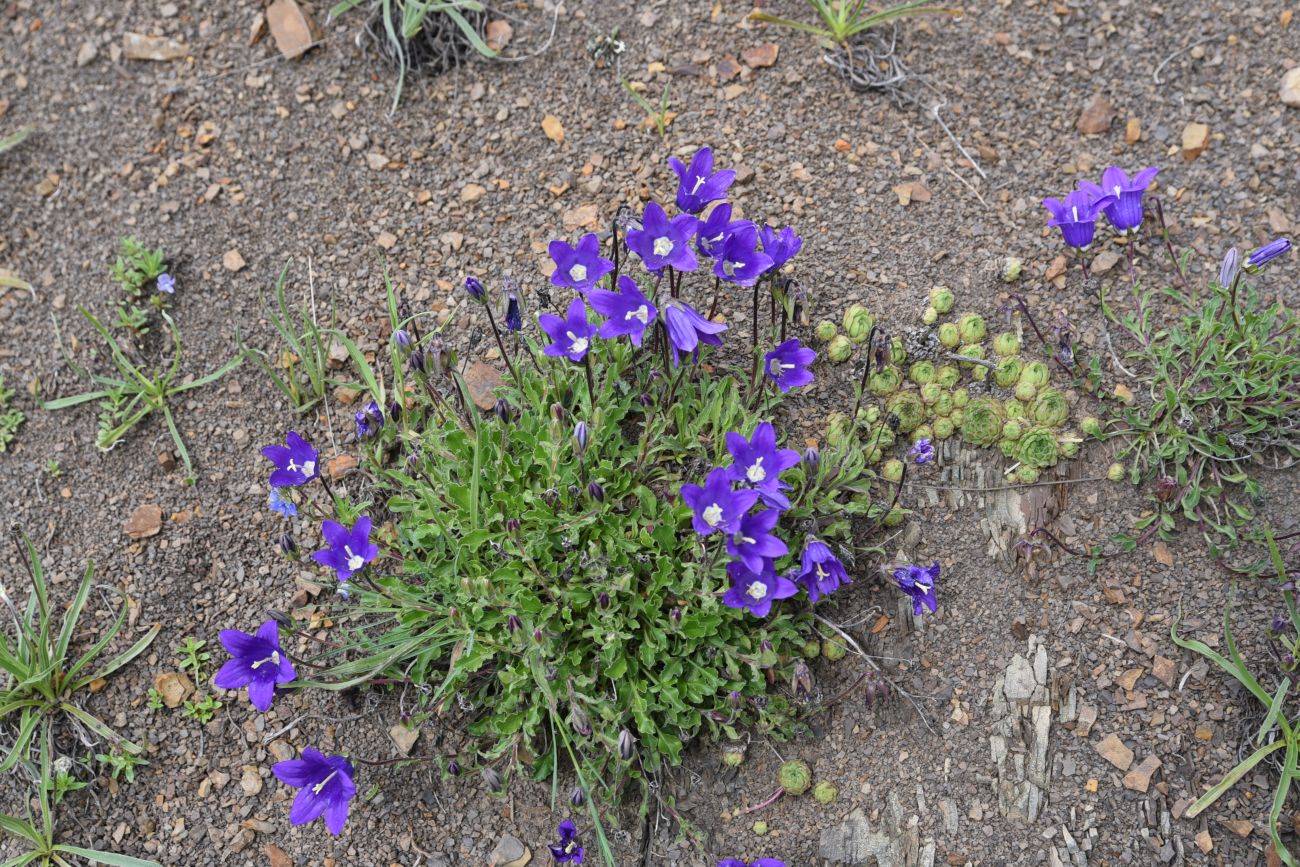 Изображение особи род Campanula.