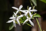 genus Jasminum