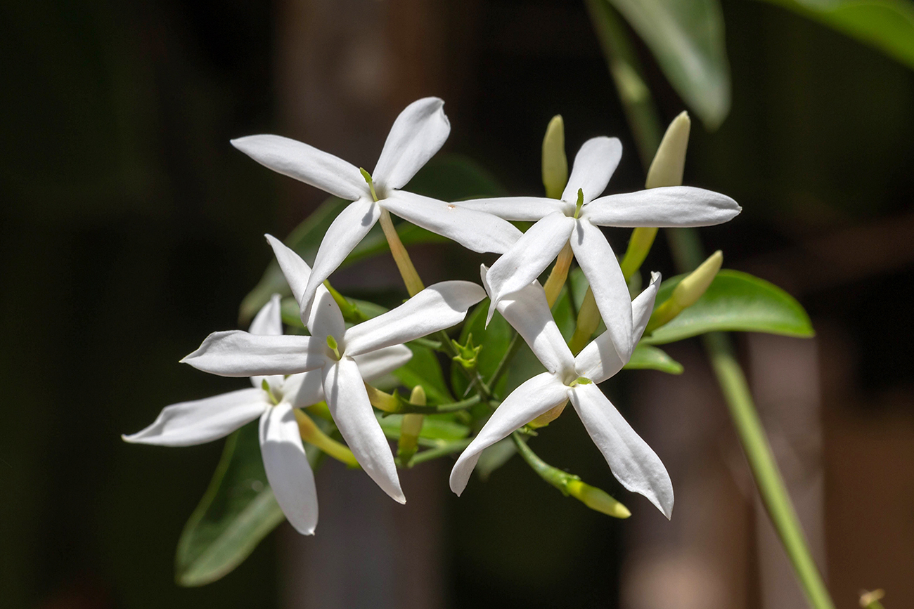 Изображение особи род Jasminum.