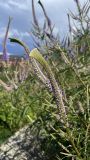 Veronicastrum virginicum