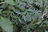 Thyselium palustre