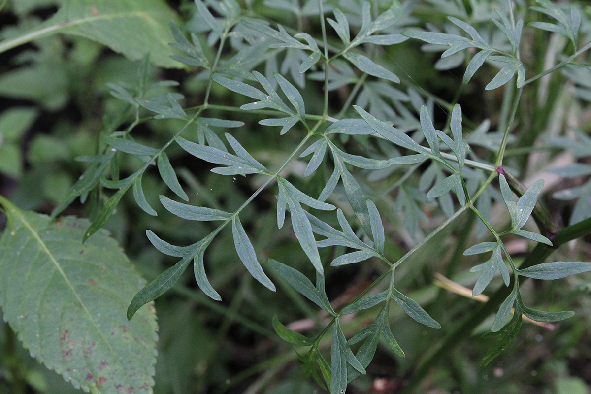 Изображение особи Thyselium palustre.