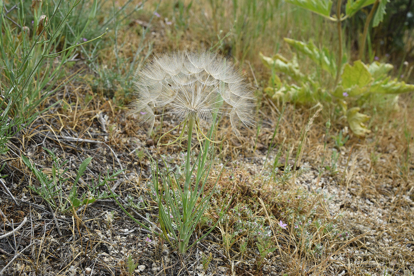 Изображение особи род Tragopogon.