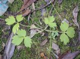 Ranunculus repens. Вегетирующее растение. Ханты-Мансийский автономный округ — Югра, Октябрьский р-н, сельское поселение Курымкары, окр. пос. Горнореченск, правый берег р. Обь, смешанный лес. 03.09.2022.