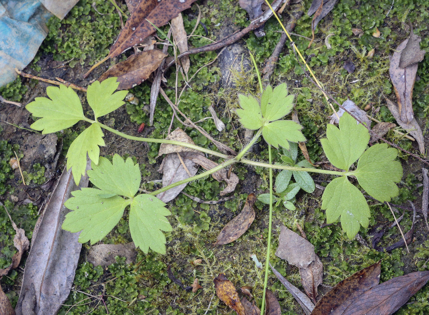 Изображение особи Ranunculus repens.