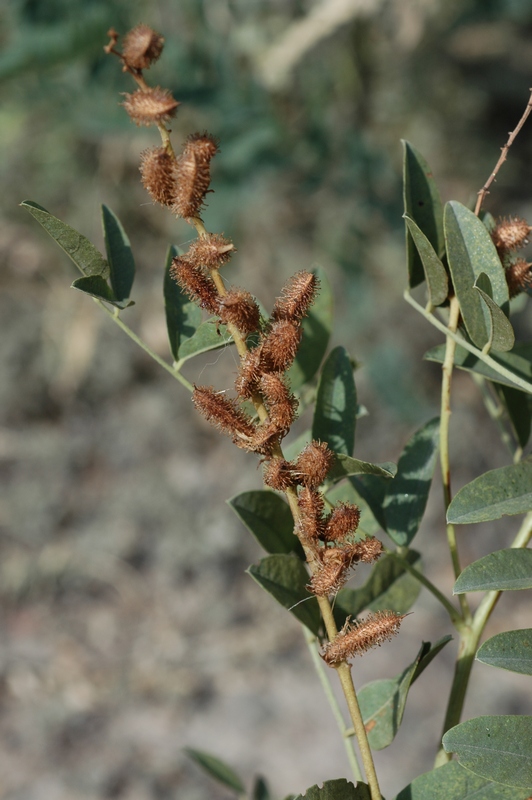 Изображение особи Glycyrrhiza michajloviana.