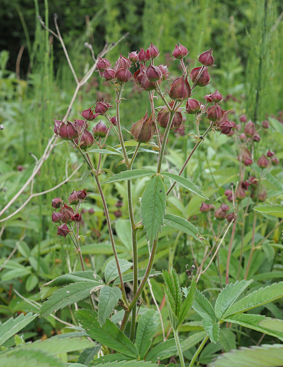 Image of Comarum palustre specimen.