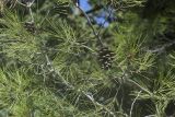 Pinus halepensis. Верхушки побегов с шишками. Крым, городской округ Ялта, пгт Форос, парк. 25.09.2022.