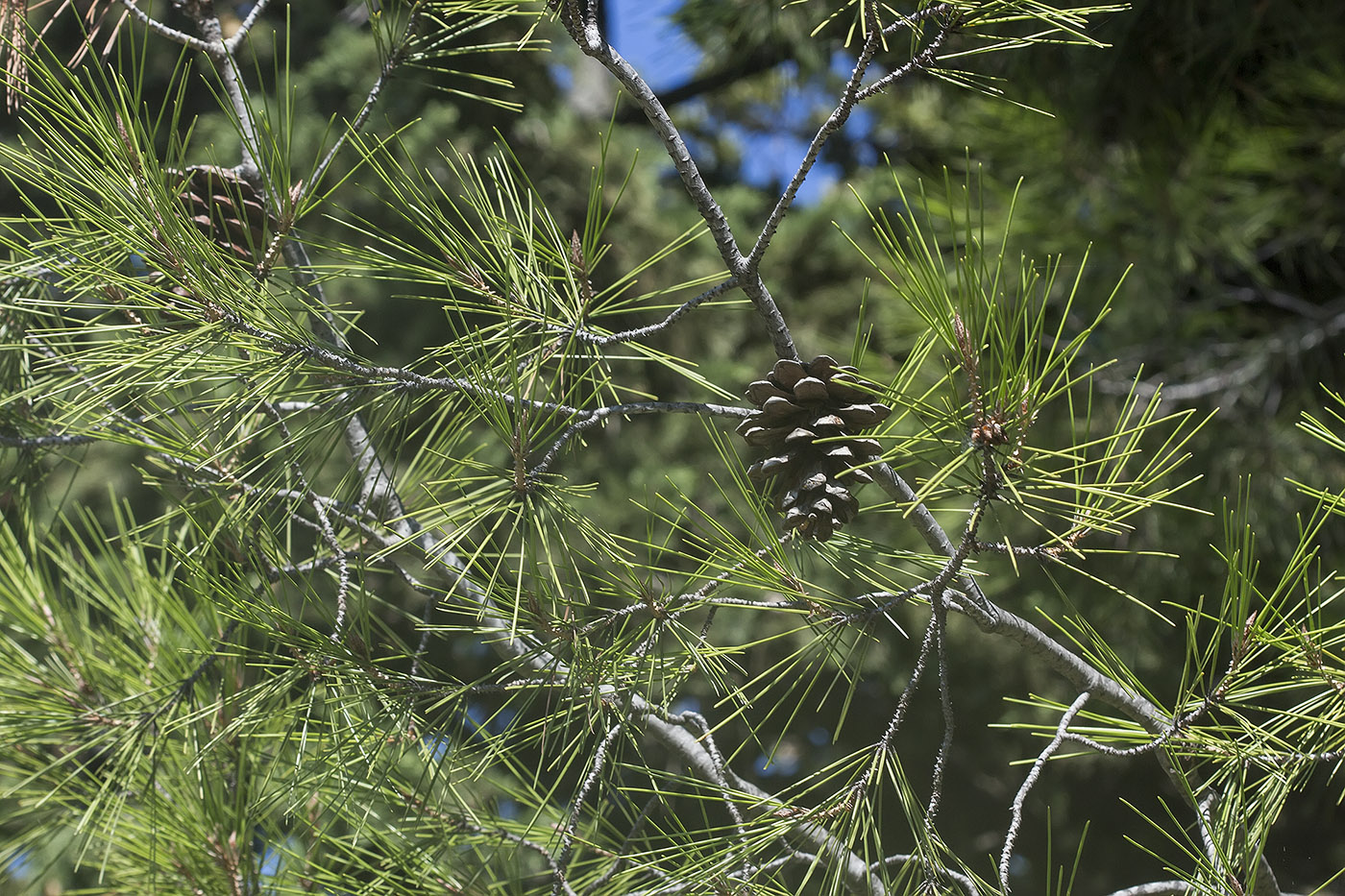 Изображение особи Pinus halepensis.