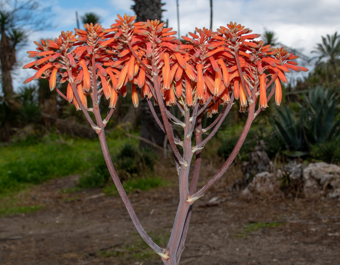 Image of Aloe striata specimen.