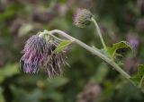 Cirsium kamtschaticum. Верхушка цветущего растения. Камчатский край, Елизовский р-н, природный парк \"Вулканы Камчатки\", южный участок, кластер \"Налычевский\", кордон Таловский, берег р. Таловая, луг. 22.08.2022.