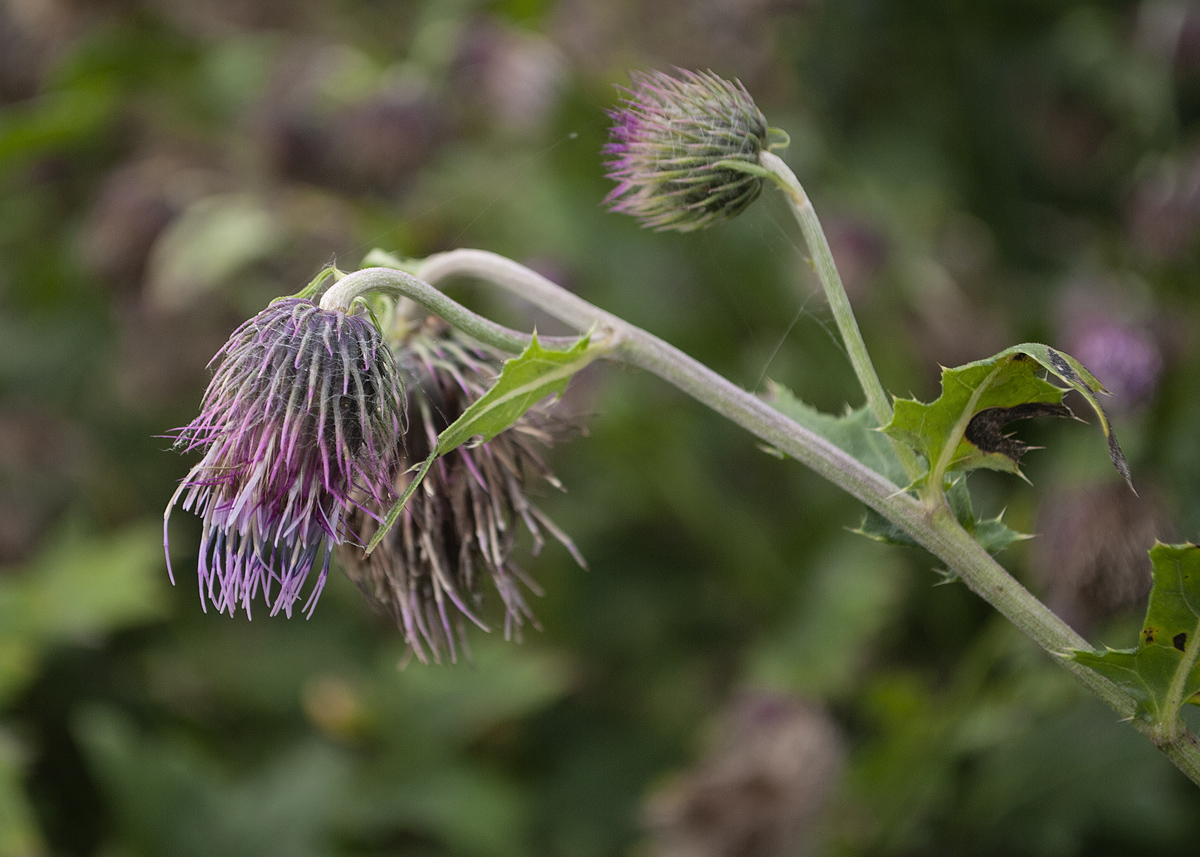 Image of Cirsium kamtschaticum specimen.