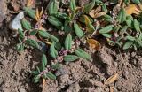 Polygonum cognatum
