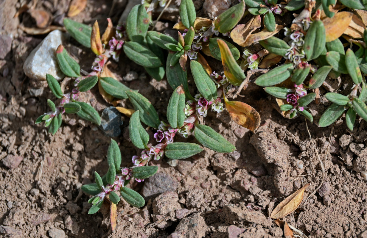 Image of Polygonum cognatum specimen.