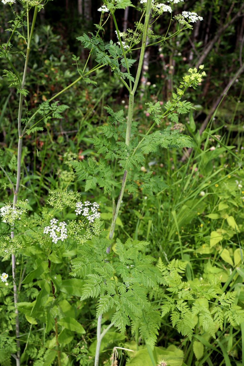 Изображение особи Conium maculatum.