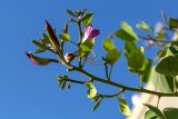 Bauhinia variegata