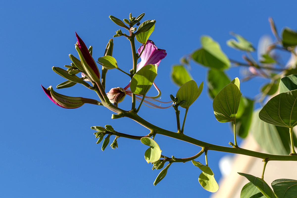 Image of Bauhinia variegata specimen.