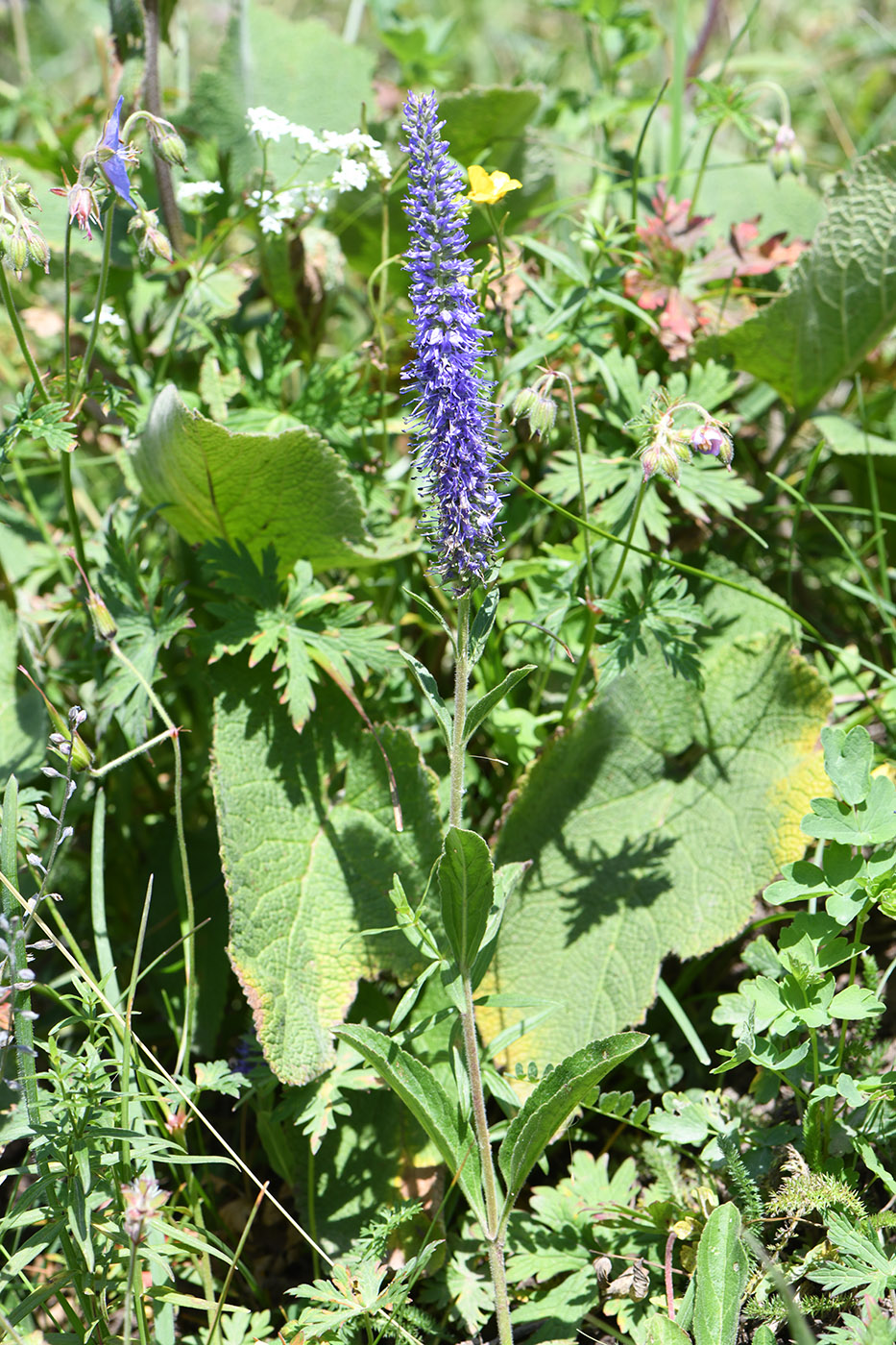 Image of Veronica porphyriana specimen.