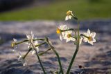 Narcissus tazetta. Верхушки побегов с цветками и бутонами. Израиль, лесопарк Шоам. 11.12.2022.