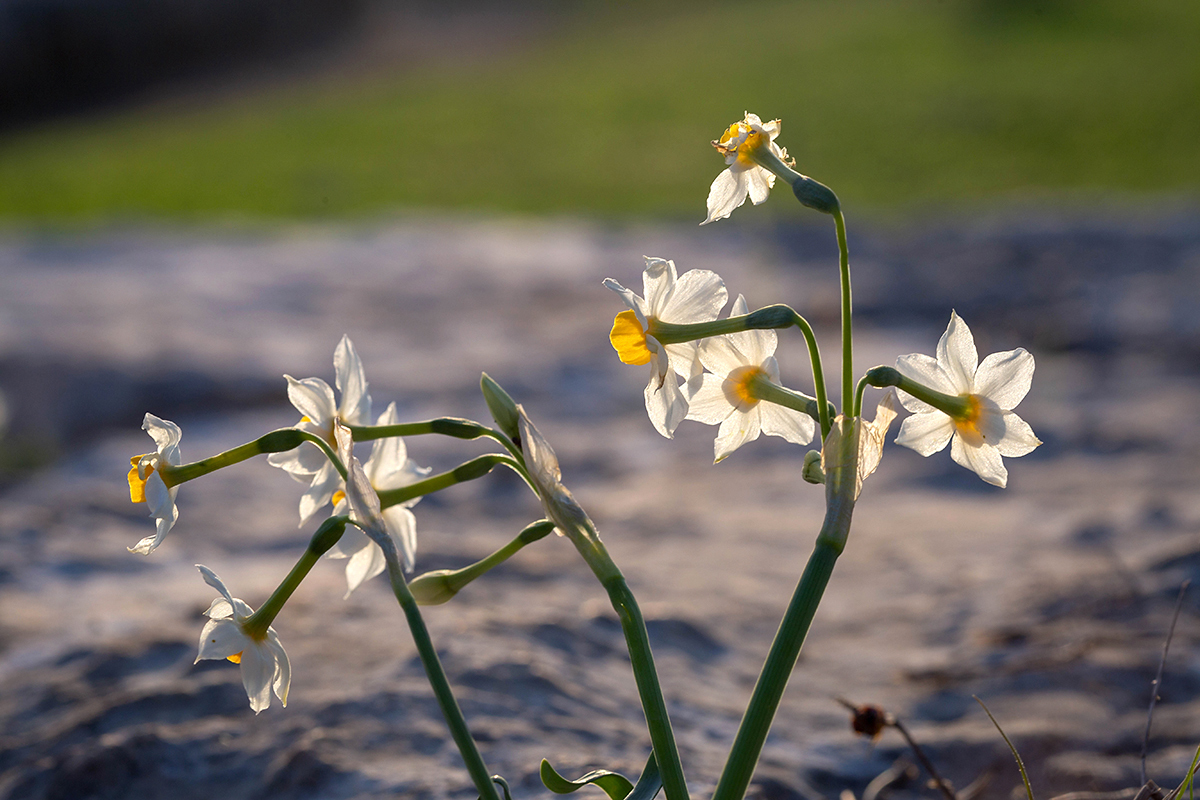 Изображение особи Narcissus tazetta.